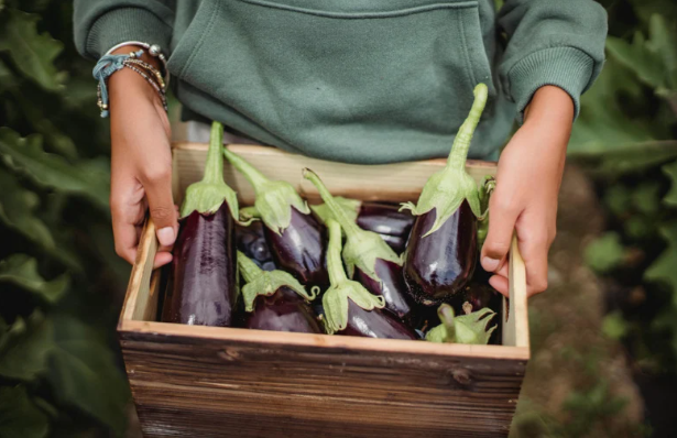 cara menyimpan terong, tips menyimpan sayur, terong tahan lama, terong tidak cepat busuk, terong lembek, dapur ibu muda, sayur sehat tropis.